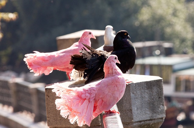 球员安东尼 球员安东尼